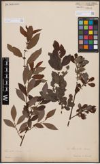 Salix aurita L. x Salix silesiaca Willd.